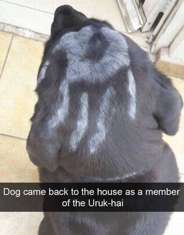 daily picdump weekend edition 66 pics 21.html - 66 HD Photos | Premium Gallery 2017