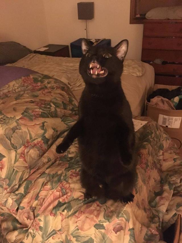 daily picdump 95 pics 34.html - 95 HD Photos | Premium Gallery 2017