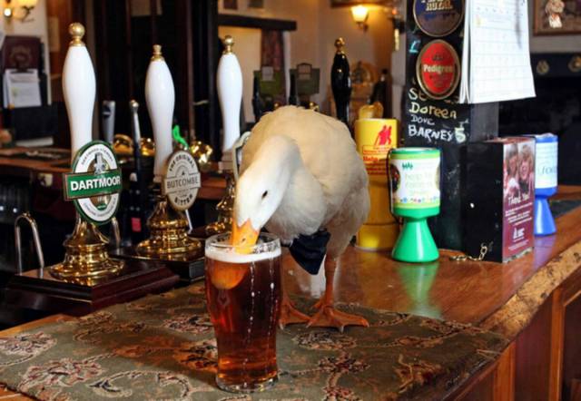 daily picdump 104 pics 2.html - 104 HD Photos | Premium Gallery 2017