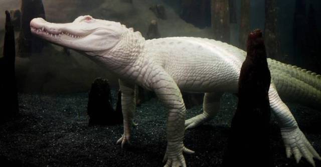 daily picdump 104 pics 2.html - 104 HD Photos | Premium Gallery 2017