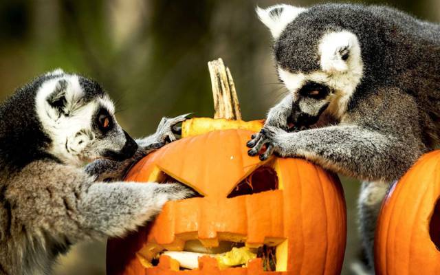 Daily Picdump [WEEKEND EDITION]