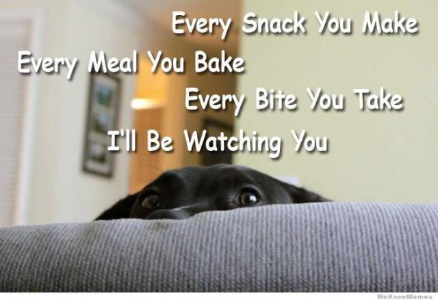 funny picdump 53 pics 7.html - 53 HD Photos | Premium Gallery 2017