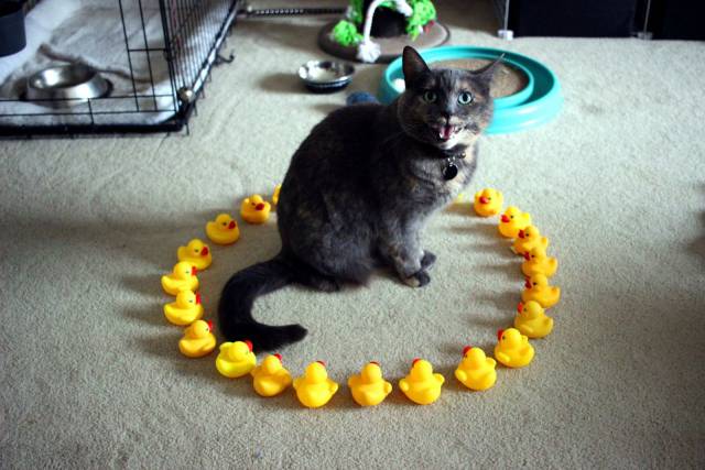 daily picdump 96 pics 38.html - 96 HD Photos | Premium Gallery 2017