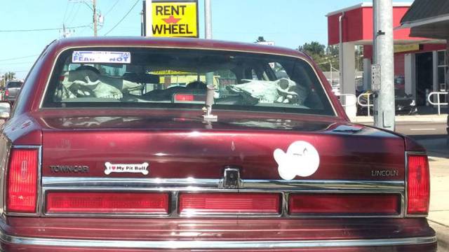 daily picdump 80 pics 38.html - 80 HD Photos | Premium Gallery 2017