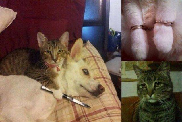 daily picdump 92 pics 3.html - 92 HD Photos | Premium Gallery 2017