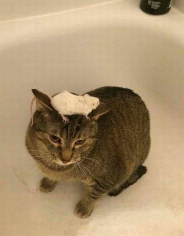 daily picdump 92 pics 3.html - 92 HD Photos | Premium Gallery 2017