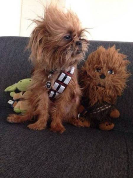 daily picdump weekend edition 50 pics 21.html - 50 HD Photos | Premium Gallery 2017