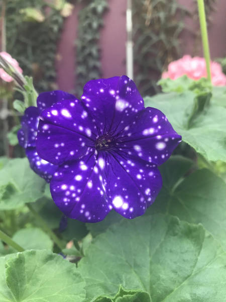 daily picdump weekend edition 50 pics 21.html - 50 HD Photos | Premium Gallery 2017