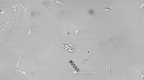 Science Has Invented Some Pretty Bizarre Machinery