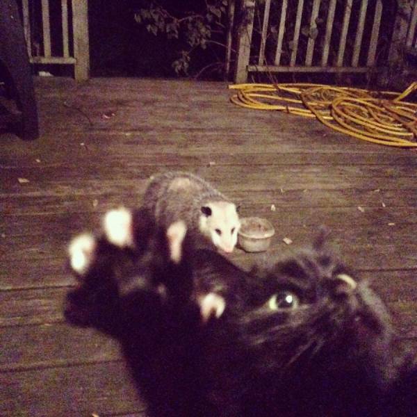 daily picdump 97 pics 35.html - 97 HD Photos | Premium Gallery 2017