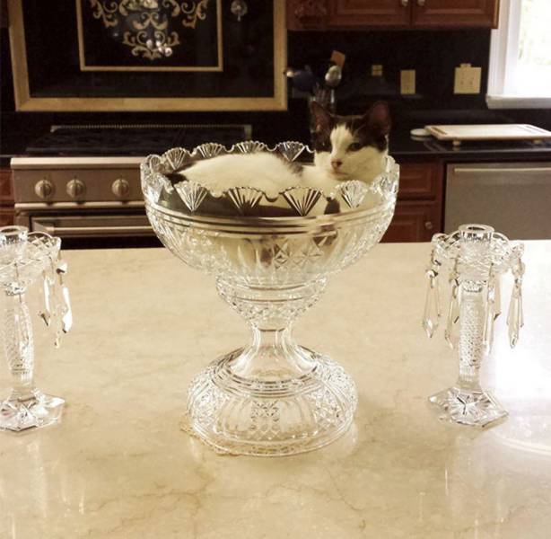 daily picdump 97 pics 35.html - 97 HD Photos | Premium Gallery 2017