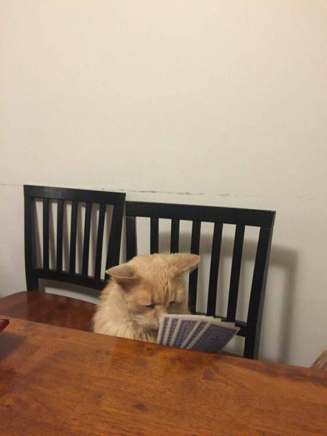 daily picdump weekend edition 60 pics 2.html - 60 HD Photos | Premium Gallery 2017