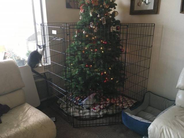 Daily Picdump [WEEKEND EDITION]