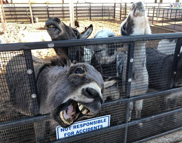 daily picdump weekend edition 66 pics 5.html - 66 HD Photos | Premium Gallery 2018