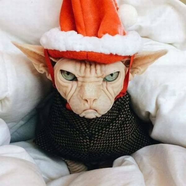 Daily Picdump