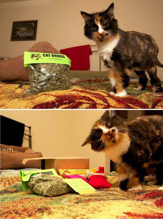 daily picdump 93 pics 16.html - 93 HD Photos | Premium Gallery 2018