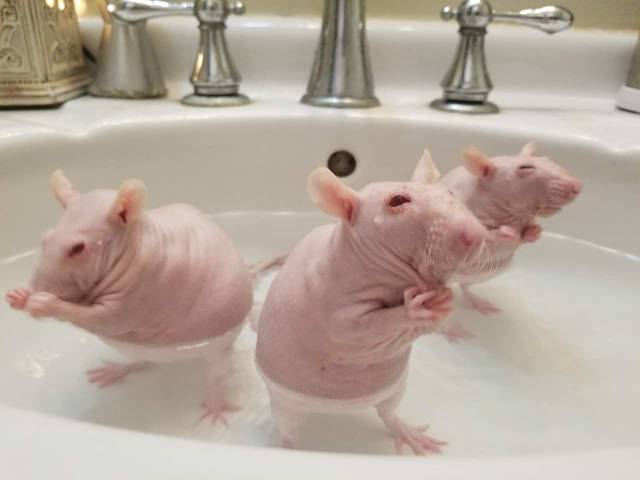 daily picdump 96 pics 12.html - 96 HD Photos | Premium Gallery 2018