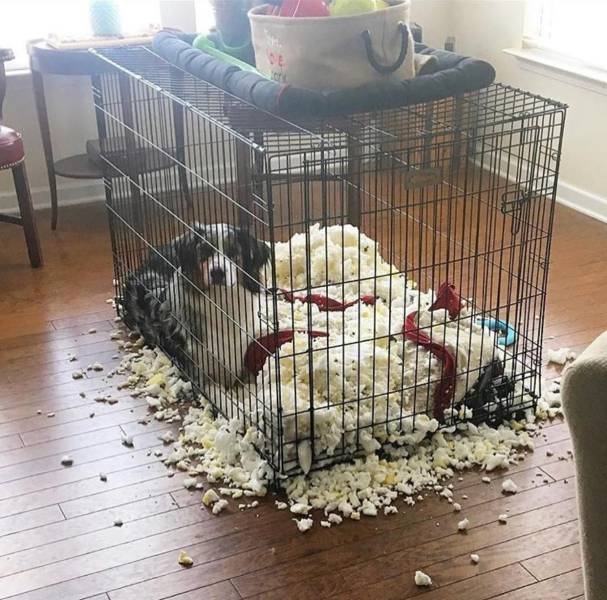 Daily Picdump