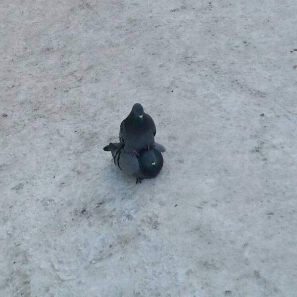 Daily Picdump