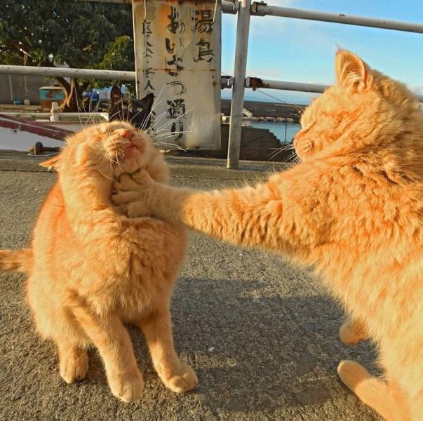 daily picdump 93 pics 33.html - 93 HD Photos | Premium Gallery 2018