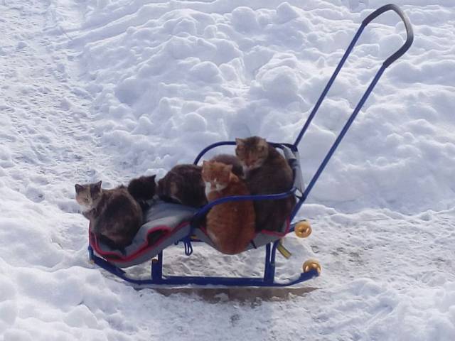 daily picdump 93 pics 33.html - 93 HD Photos | Premium Gallery 2018