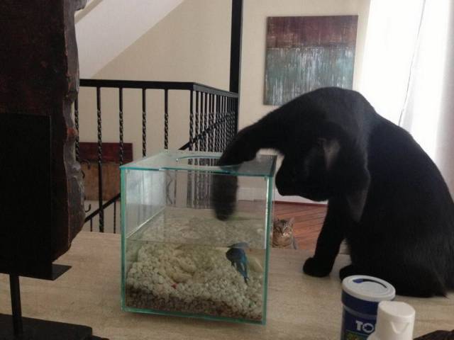 Daily Picdump