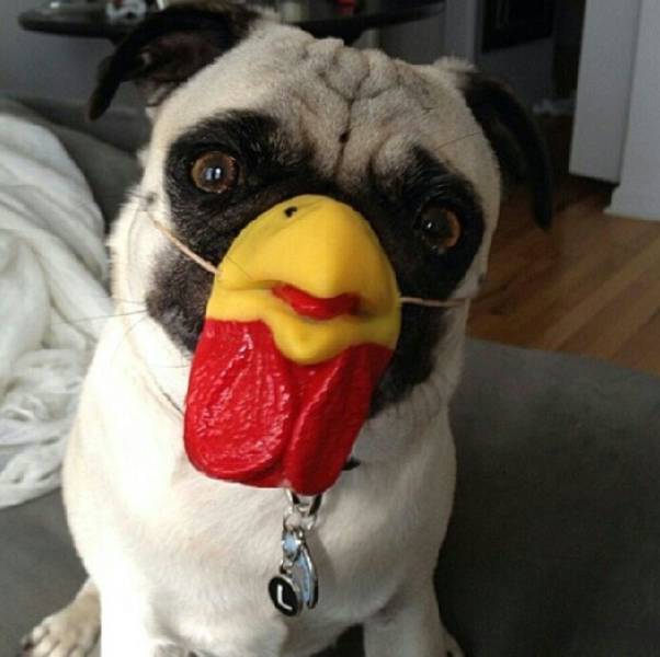 Daily Picdump