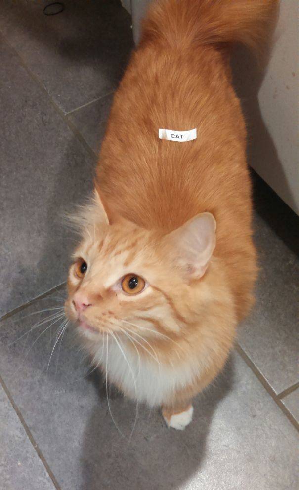 Boys Never Mature Fully!