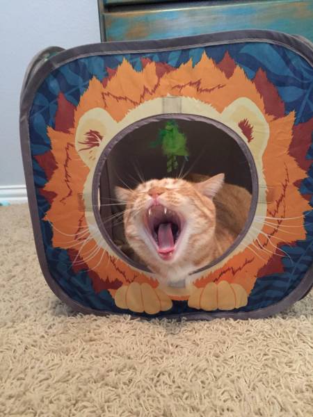 Morning Picdump