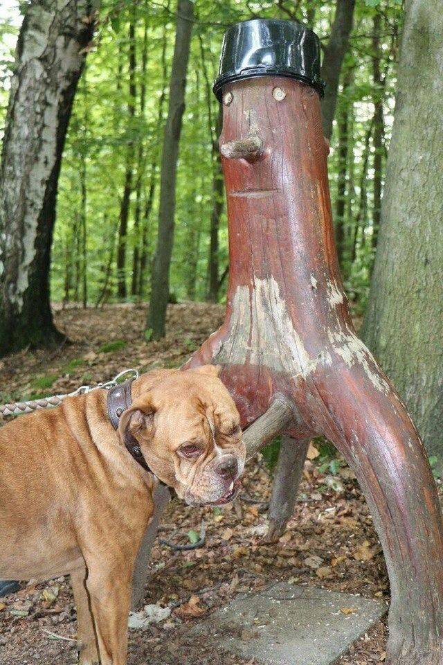 Daily Picdump