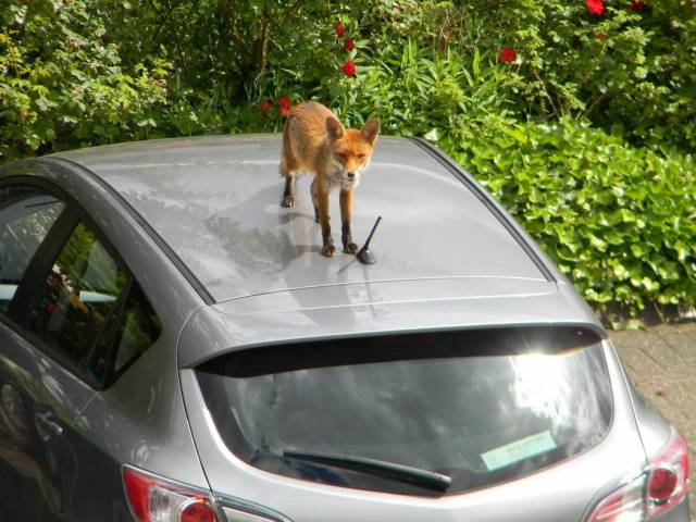 Daily Picdump