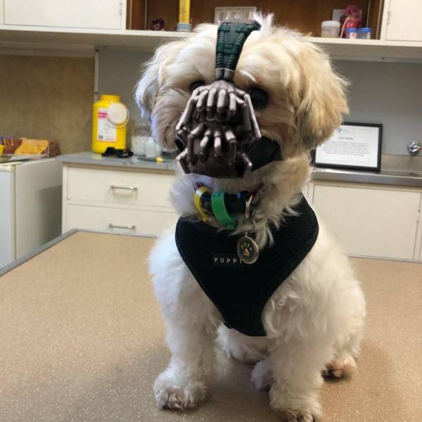 Daily Picdump