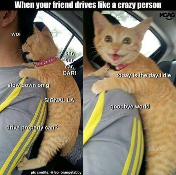 Funny Picdump