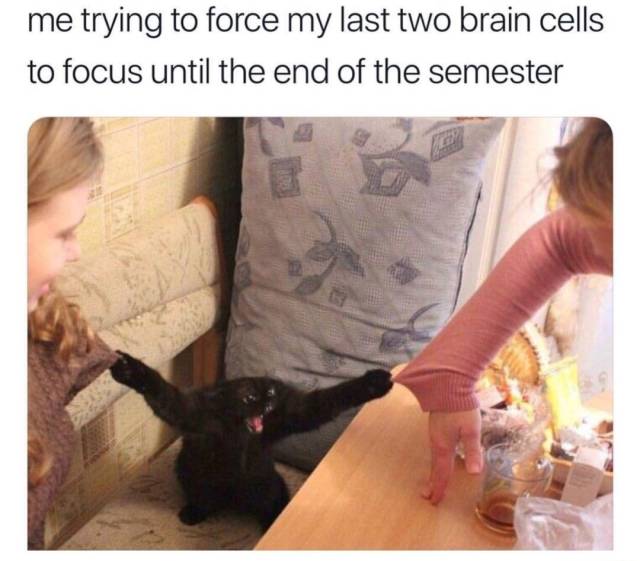 Memes to Amuse Your Tired Mind