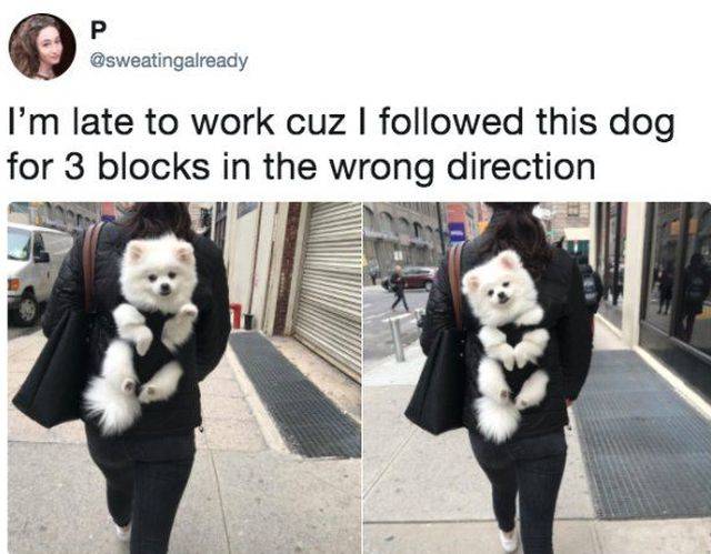 Daily Picdump