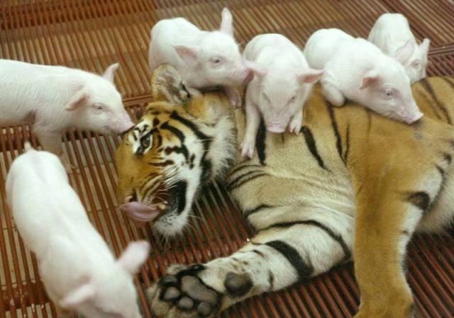 Daily Picdump