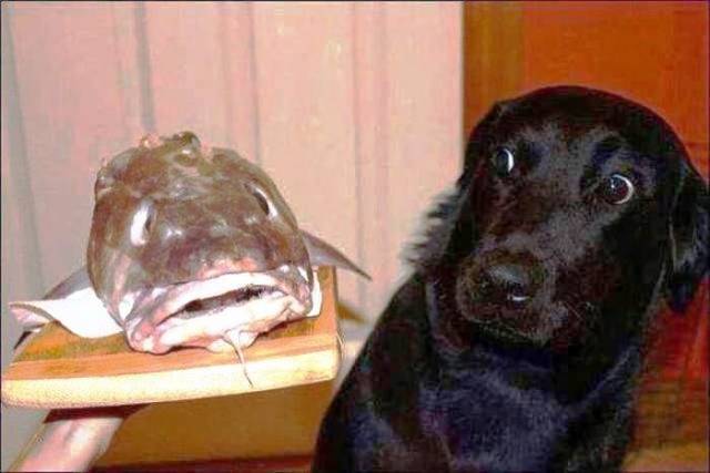 daily picdump 97 pics 29.html - 97 HD Photos | Premium Gallery 2018