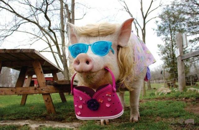 Daily Picdump