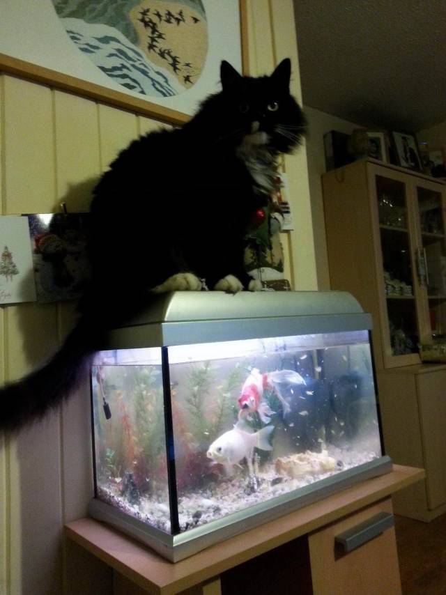 Daily Picdump