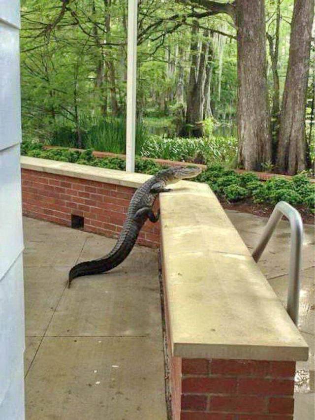 Daily Picdump