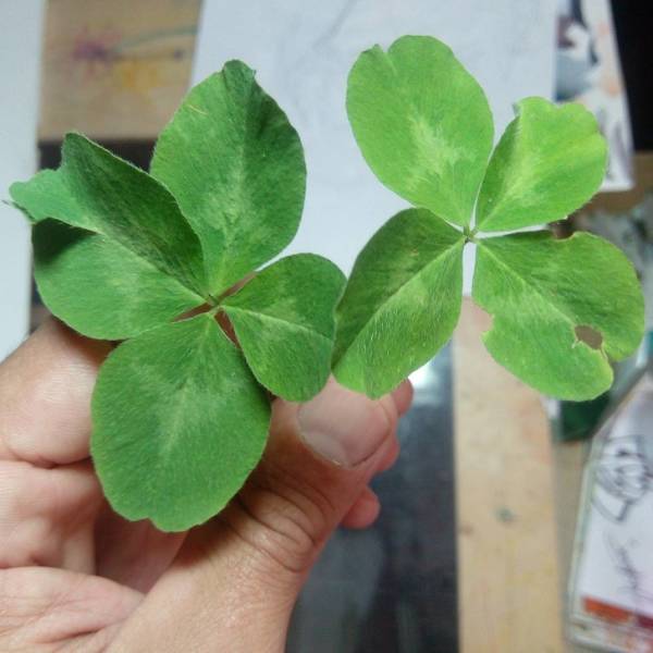 Luck Is Everything You Need!