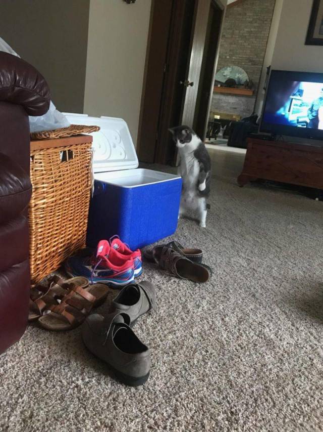 daily picdump weekend edition 63 pics 21.html - 63 HD Photos | Premium Gallery 2018