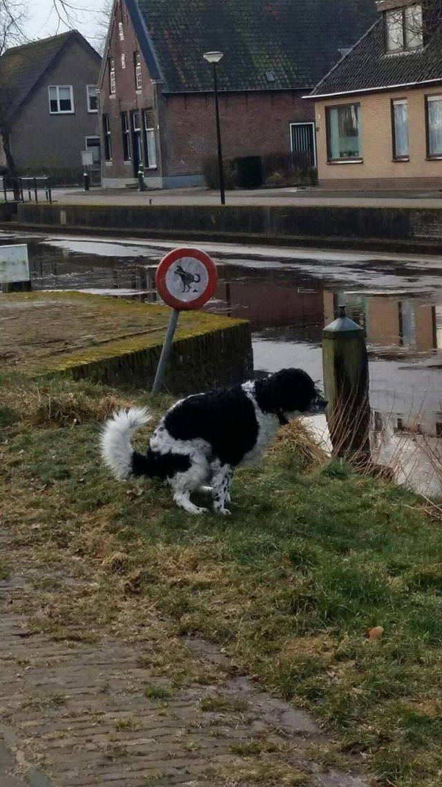 Daily Picdump