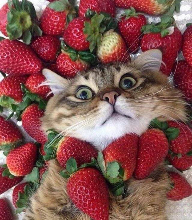 daily picdump 92 pics 33.html - 92 HD Photos | Premium Gallery 2018