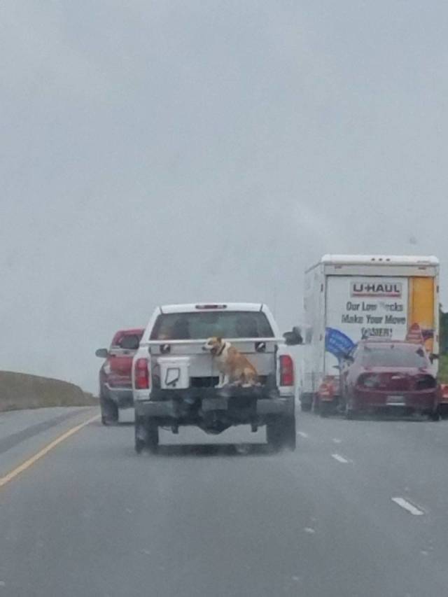 daily picdump weekend edition 63 pics 28.html - 63 HD Photos | Premium Gallery 2018