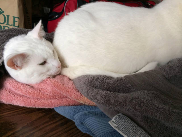 Are Your Eyes Playing Tricks On You?