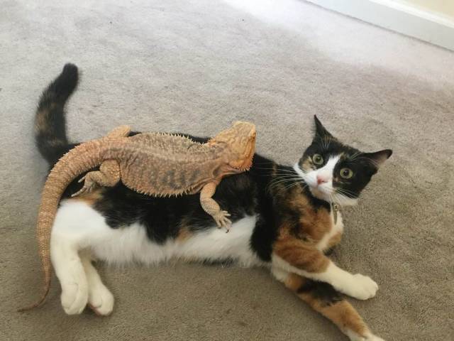 daily picdump 99 pics 7.html - 99 HD Photos | Premium Gallery 2018