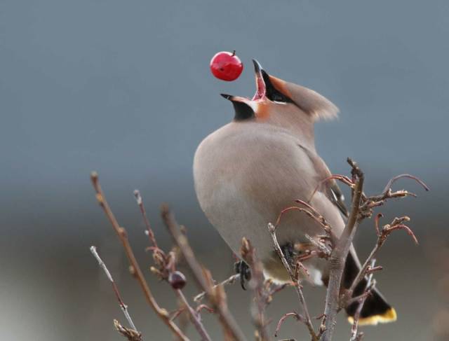 daily picdump 99 pics 7.html - 99 HD Photos | Premium Gallery 2018