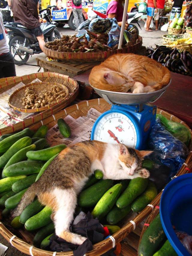 daily picdump 99 pics 7.html - 99 HD Photos | Premium Gallery 2018