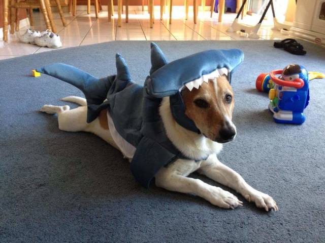 Daily Picdump [WEEKEND EDITION]